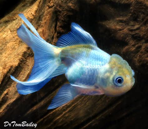  39. . Blue goldfish for sale
